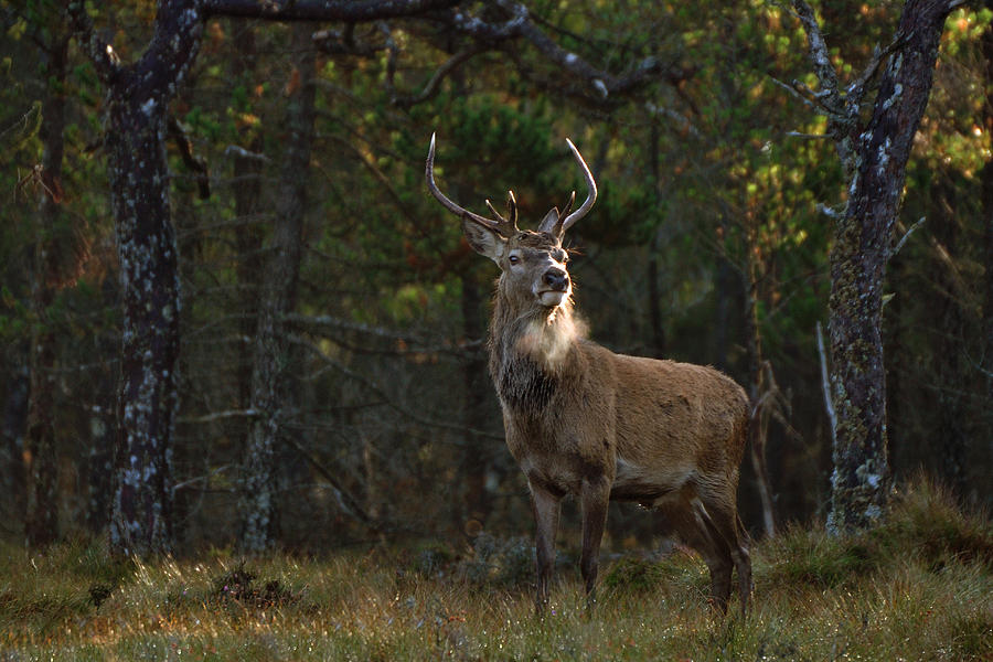   Stag in the woods Photograph by Gavin Macrae