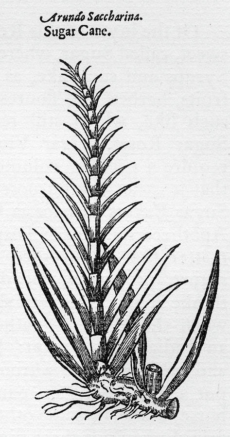 Sugar Cane Date 1636 Drawing by Mary Evans Picture Library