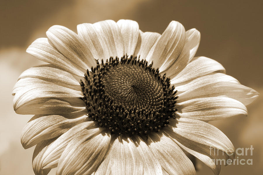  Sunflower Photograph by Chris Scroggins