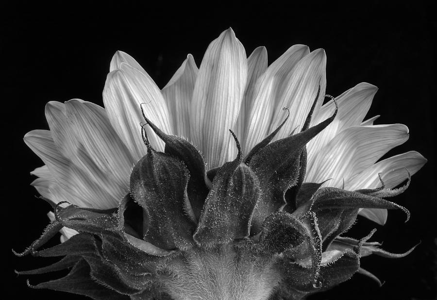  Sunflower in Shades of Gray Photograph by David and Carol Kelly