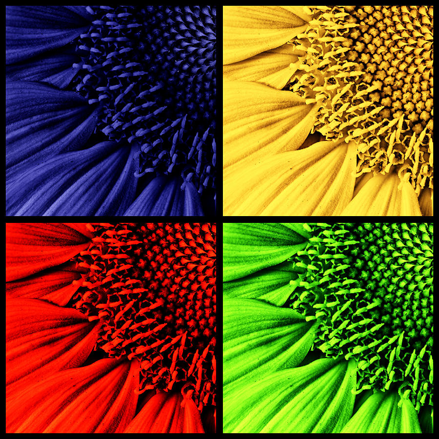 Sunflower Medley Photograph