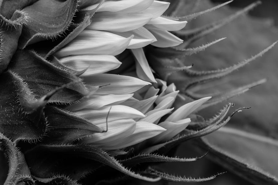 Sunflower Photograph by Teresa Moore - Fine Art America