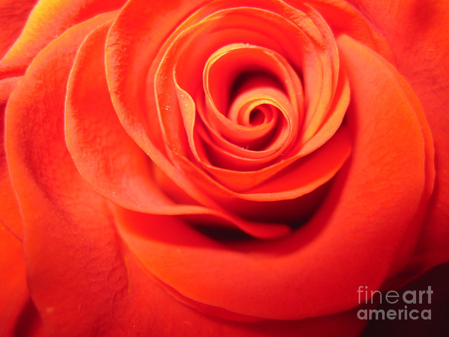 Фиалка sunkissed rose фото и описание сорта