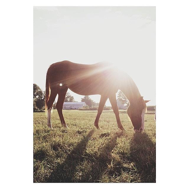 Sunset Photograph - 🐴+☀️= Sunny #pictapgo_app #horse by Marchellem Mosley