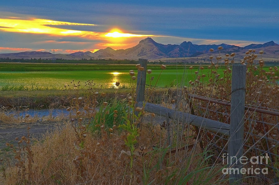 Sunset Photograph -  Sutter Buttes Sunset in the rice fields II by Michelle Zearfoss