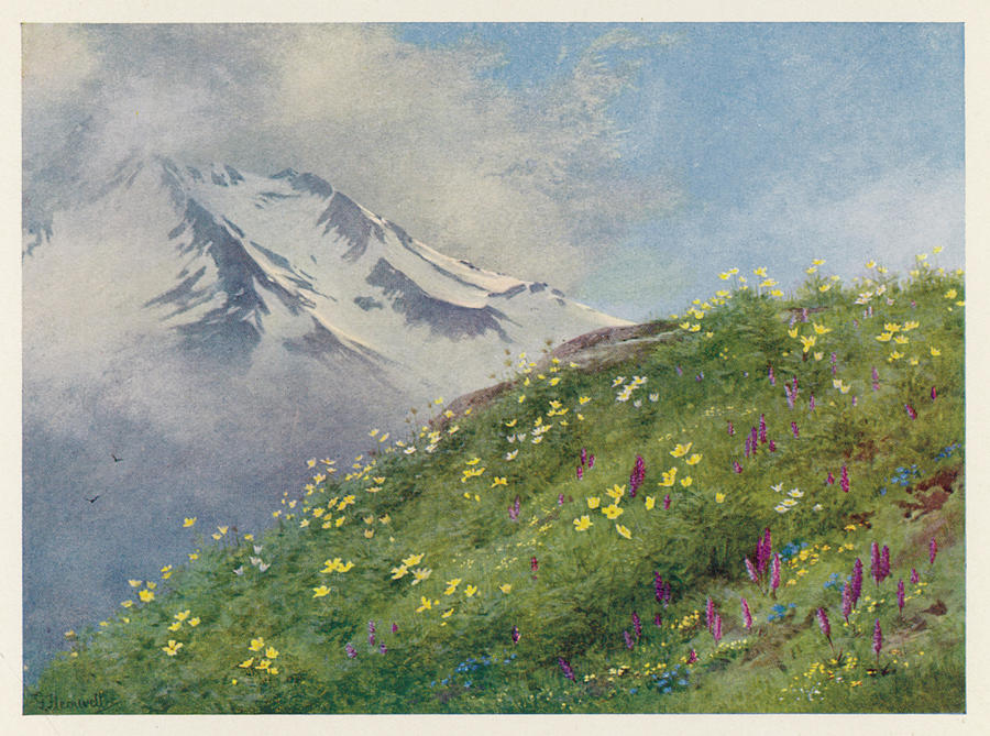 Swiss Alps Col De La Forclaz In June Drawing by Mary Evans Picture ...