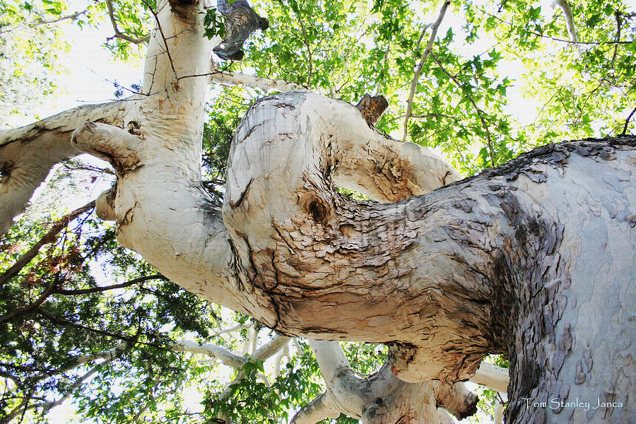  Sycamore Trees Twisted Trunk Photograph by Tom Janca