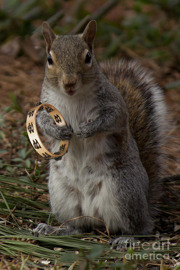  Tambourine Squirrel Photograph by Sandra Clark