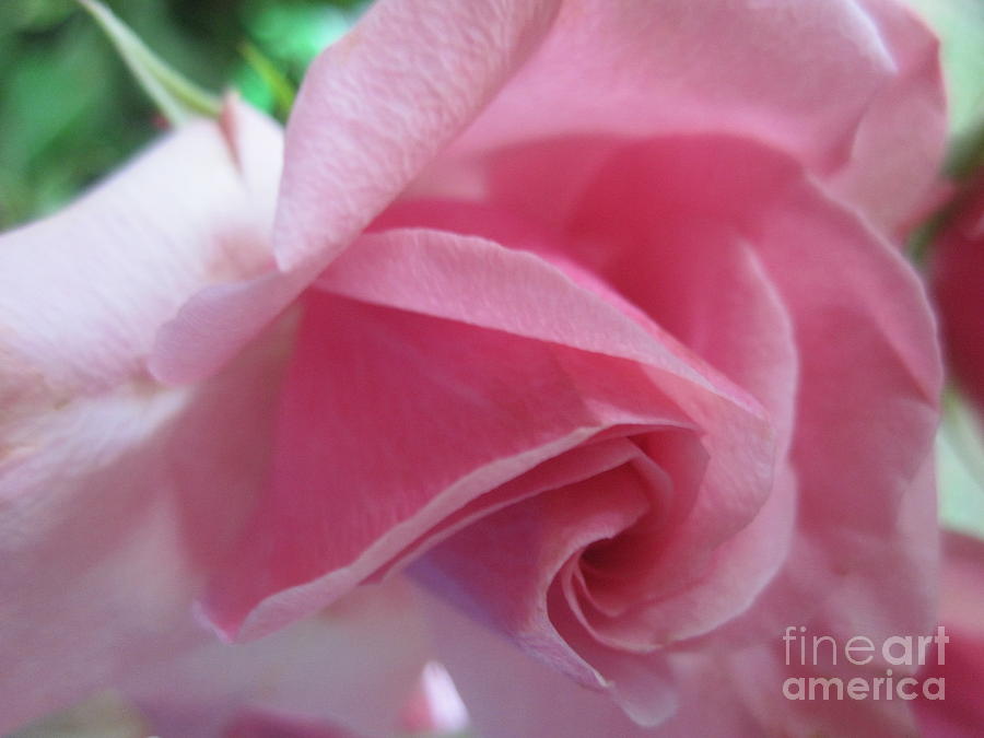  Tenderness Pink Rose 11 Photograph by Tara  Shalton