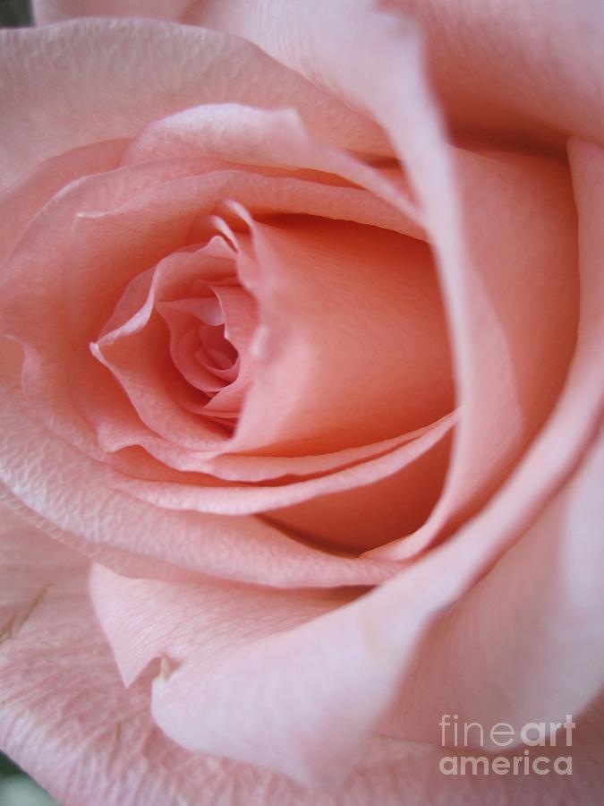  Tenderness Pink Rose 12 Photograph by Tara  Shalton