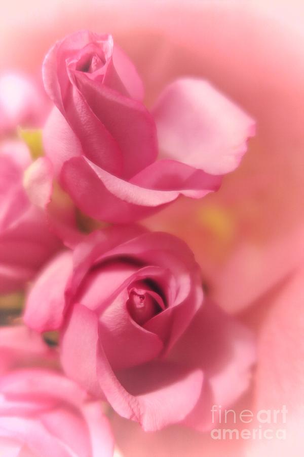  Tenderness Pink Roses 1 Photograph by Tara  Shalton