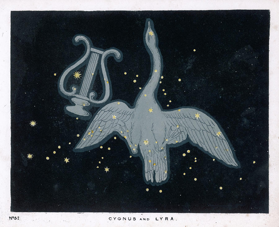 Swan Star Animal Constellation Cards and Prints Cygnus the Star Swan Greetings Cards