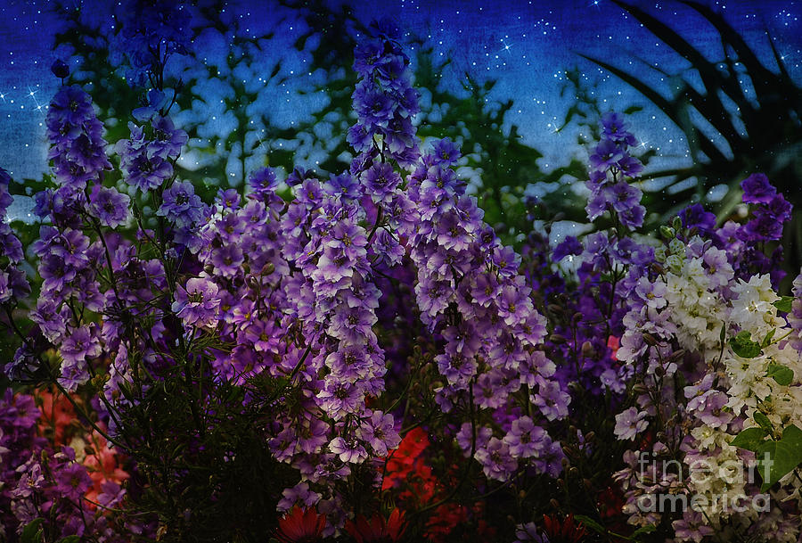  The Flowers at Night  Photograph by Elaine Manley