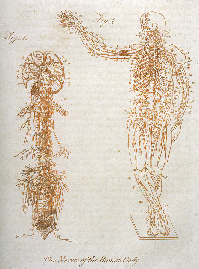 Outline of a body showing the nervous system with descriptions of each of  the four types of nerves  Media Asset  NIDDK