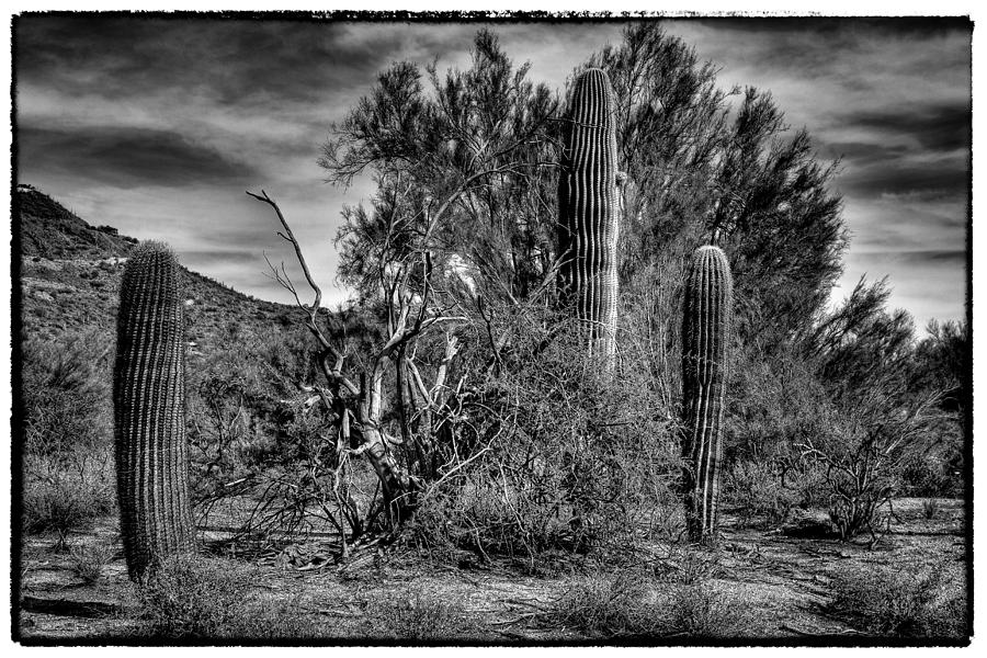  Three Cacti in the Desert Photograph by David Patterson