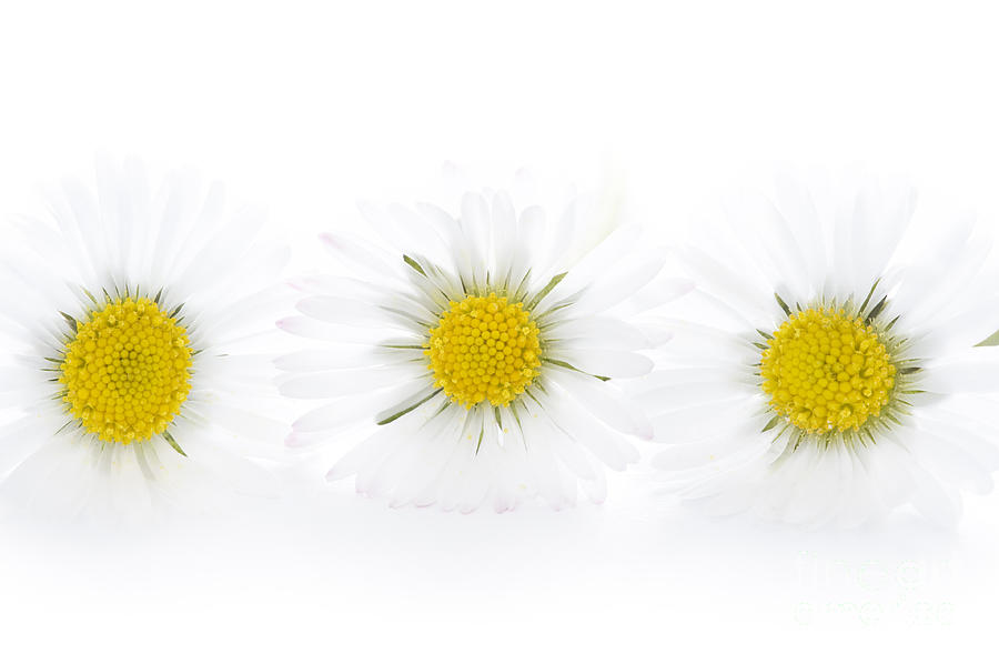  Three Daisies On A White Background Photograph by Lee Avison