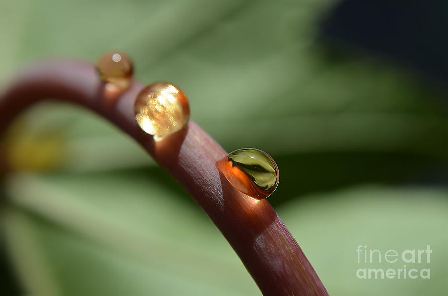  Three Drops Photograph by Michelle Meenawong