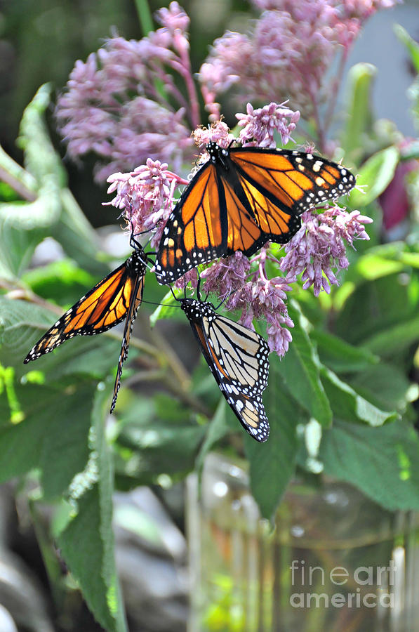  Three Monarchs and Mason Jar  Photograph by Mindy Bench