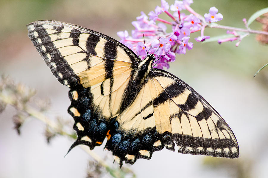 Butterfly Photograph -  Tiger Swallowtail by Gaurav Singh