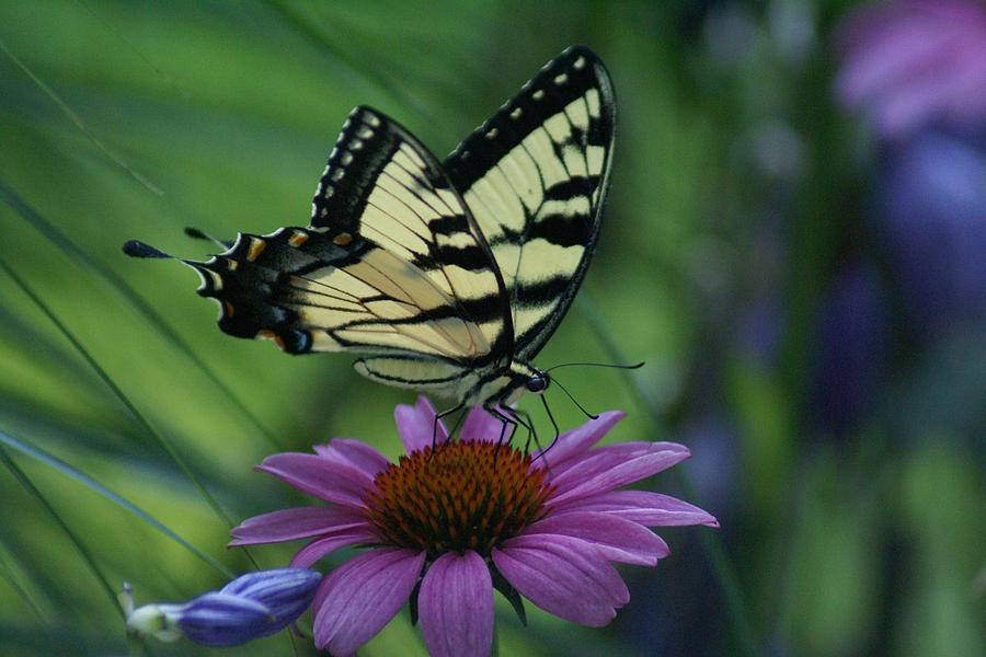 Tiger Swallowtail on Coneflower Photograph by Sherri Emmert - Fine Art ...