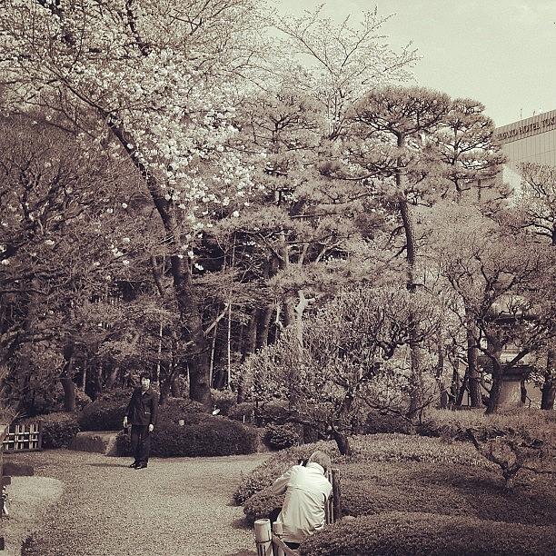 Memory Photograph - 思ひ出 #tokyo #memory #cherryblossom by Tokyo Sanpopo Memory Photograph - 思ひ出 #tokyo #memory #cherryblossom by Tokyo Sanpopo