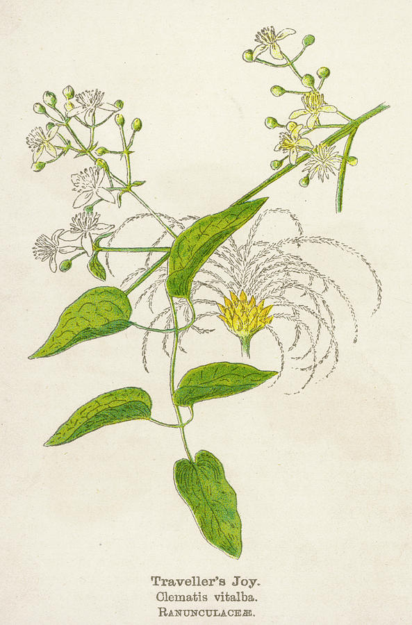 Plants Drawing -  Travellers Joy         Date Early by Mary Evans Picture Library