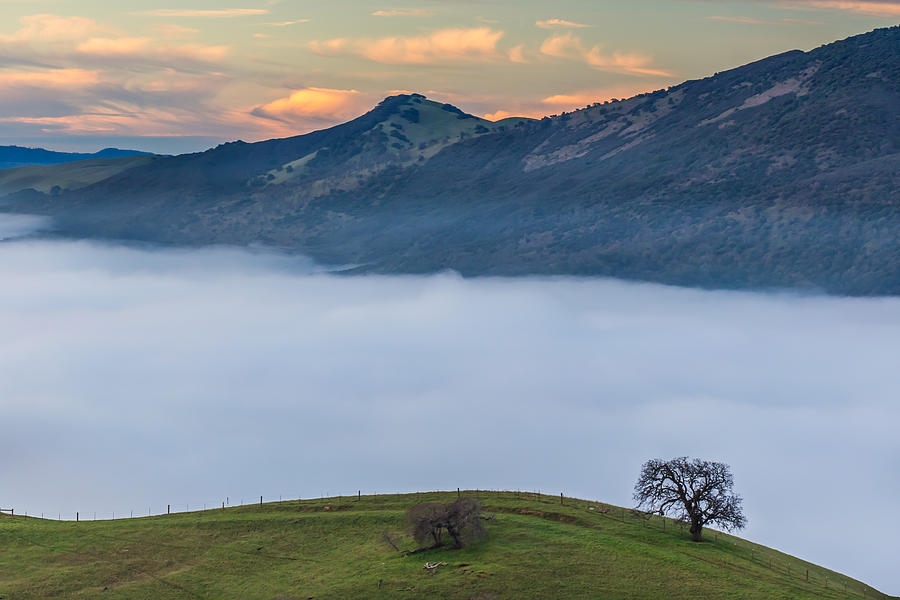 Tree Above Fog at Round Valley Photograph by Marc Crumpler