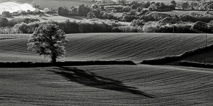 Summer Photograph -  Tree and shadow by Pete Hemington