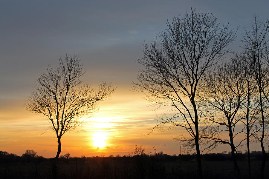  Trees at sunset Photograph by Tony Murtagh