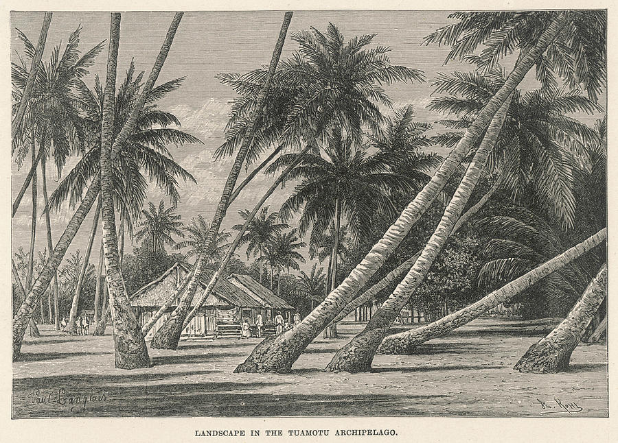 Tuamotu Archipelago, French Polynesia Drawing by Mary Evans Picture