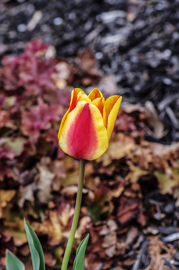  Tulip Photograph by Gerald Kloss