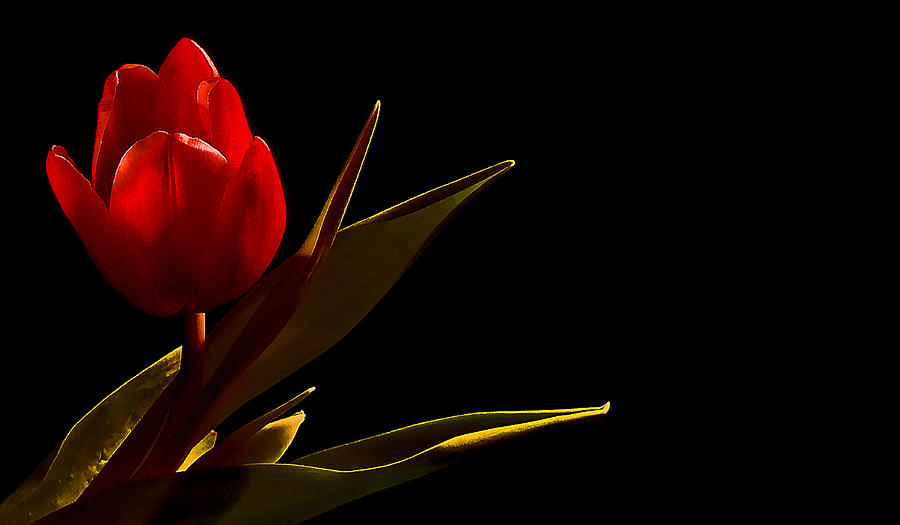  Tulip Photograph by Stuart Harrison