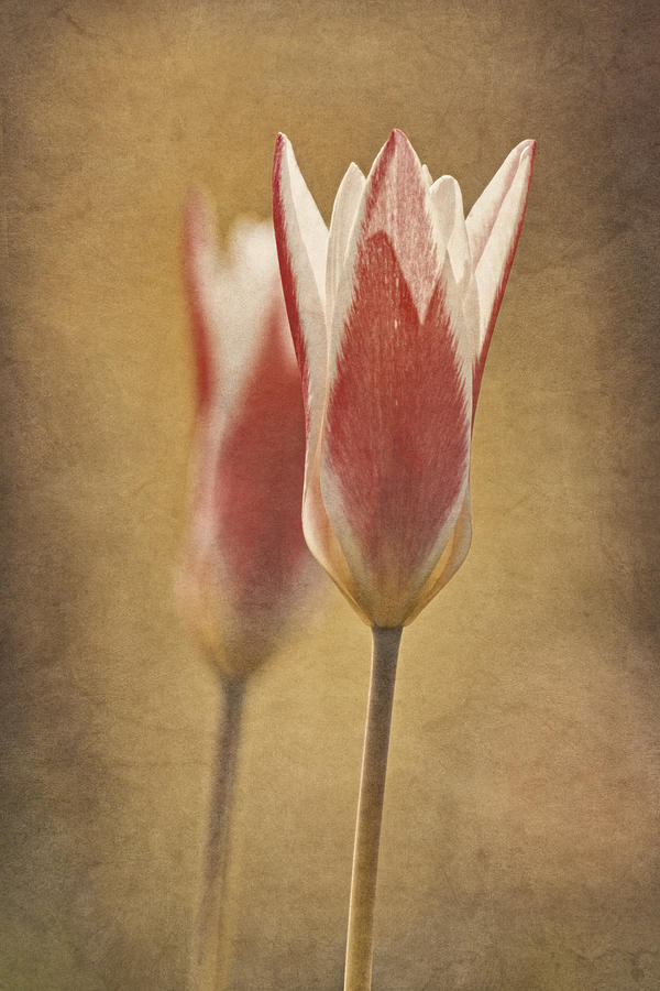  Tulips Together Photograph by Theo OConnor