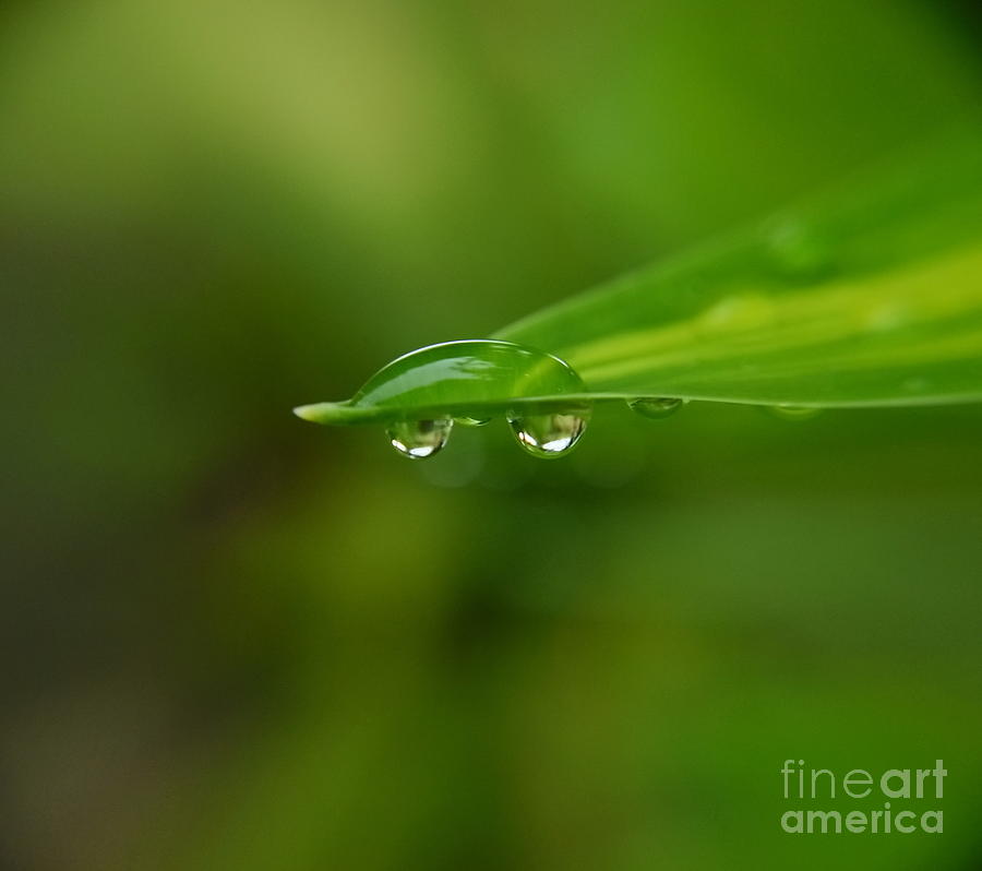  Two Drops Photograph by Michelle Meenawong