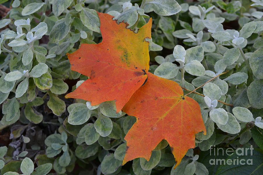  Two Fall Leaves in Green Photograph by Amy Lucid