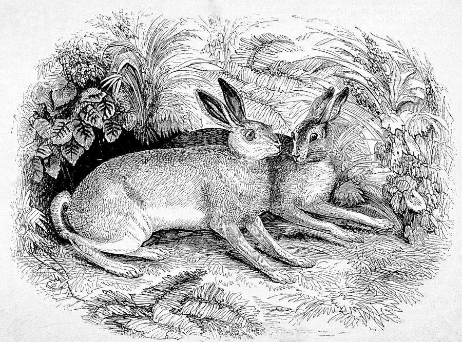 Old Drawing -  Two Hares by Michael Dohnalek