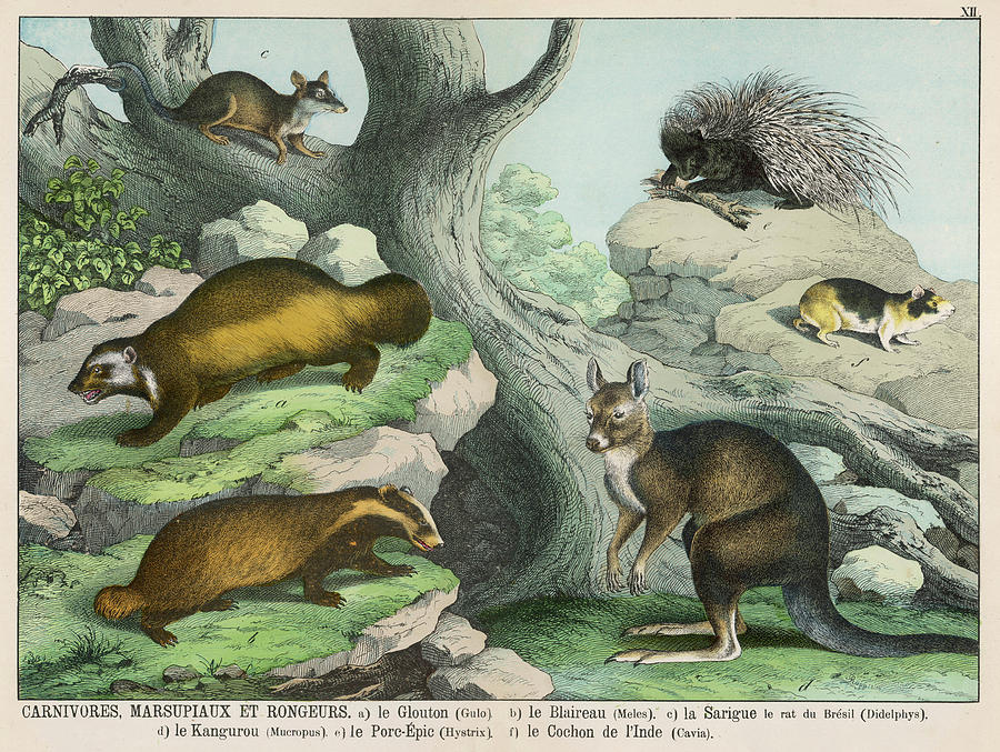 Animal Drawing -  Various Carnivores, Marsupials by Mary Evans Picture Library