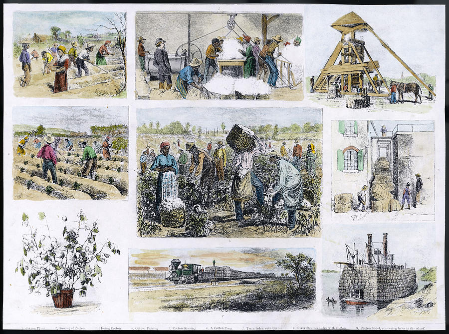 Various Stages Of Cotton Processing Drawing by Mary Evans Picture