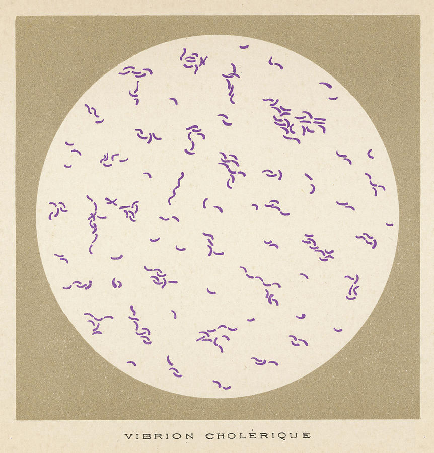 Vibrio (or Vibrion) Of Cholera Drawing by Mary Evans Picture Library