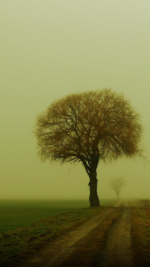  Walk In The Fog Photograph by Franziskus Pfleghart
