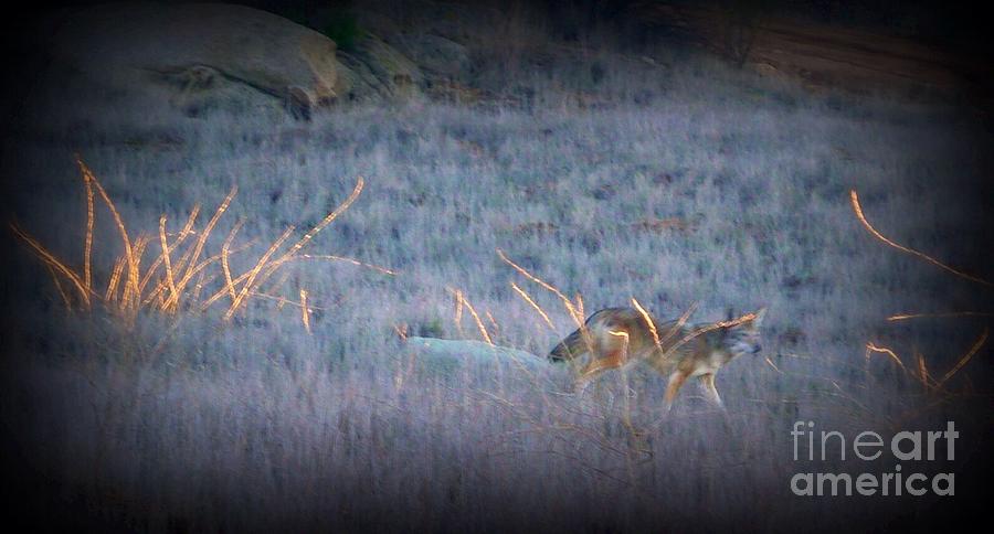  Wary Coyote  Photograph by Susan Garren