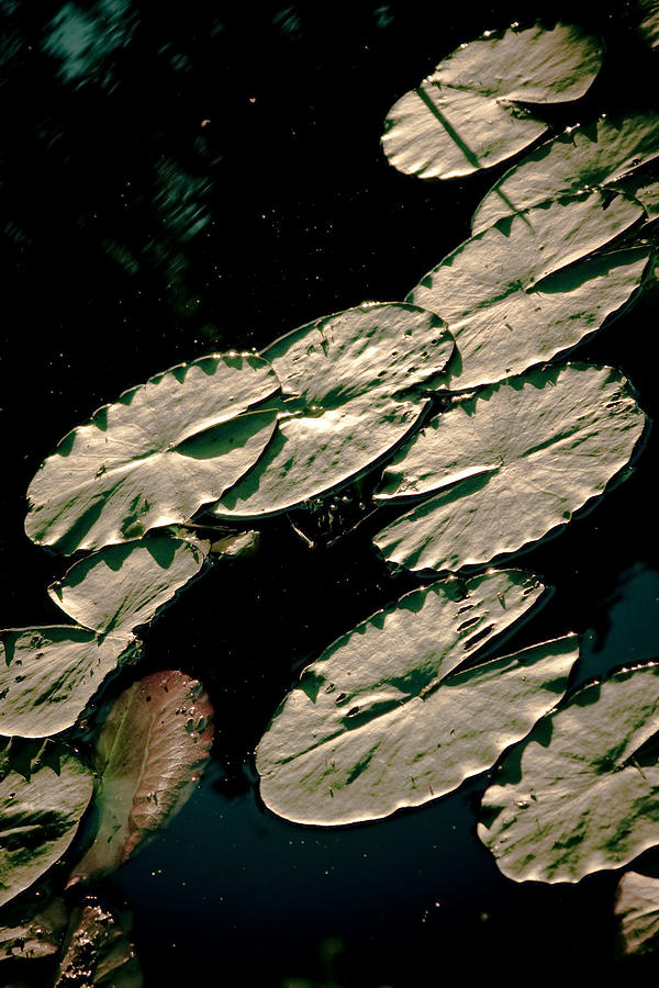  Water lily leaves Photograph by Raimond Klavins