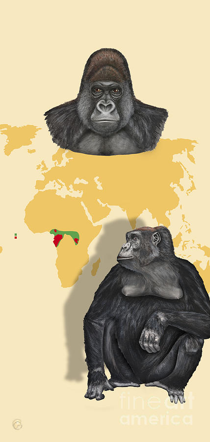 Template - Zoo or Nature Interpretation Panel - Western Lowland Gorilla Shrinking Habitat Great Apes Painting by Urft Valley Art  Matt J G  Maassen-Pohlen