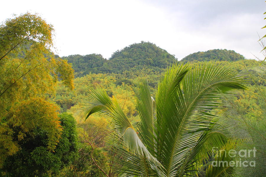 Jamaica Photograph - Westmoreland Jamaica 5 by Debbie Levene Jamaica Photograph - Westmoreland Jamaica 5 by Debbie Levene