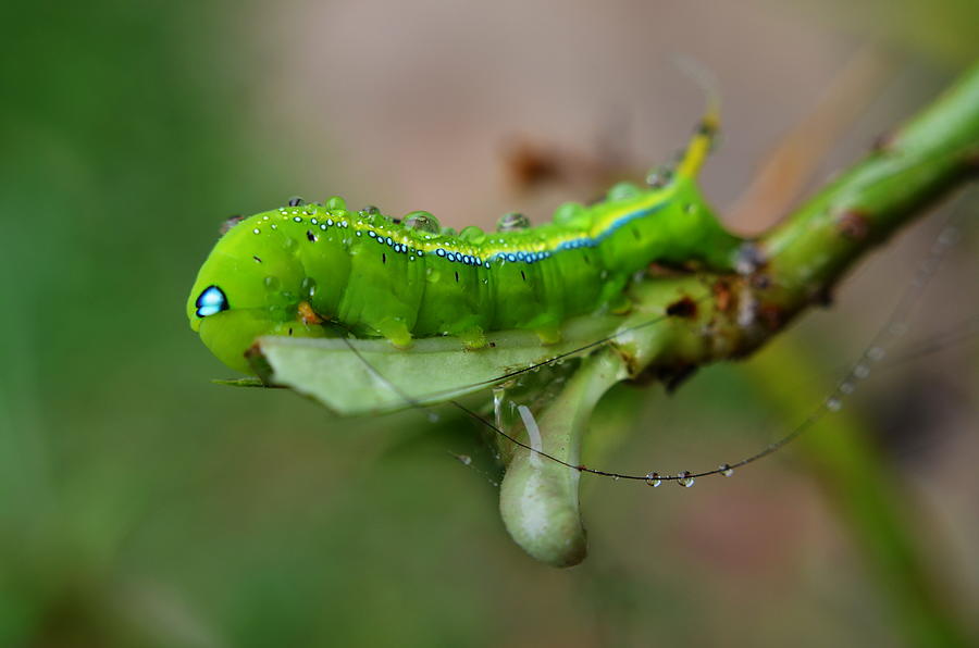  Wet Caterpillar Photograph by Michelle Meenawong