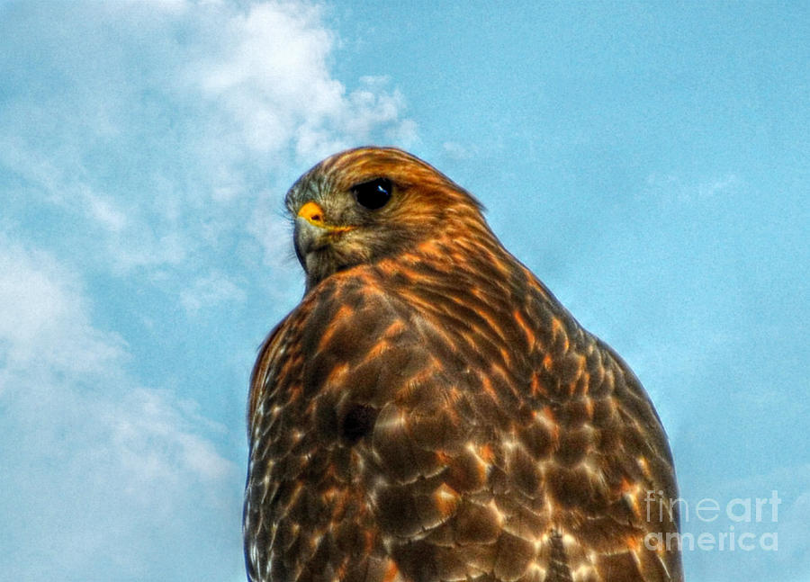  What are you Looking At Red Shoulder Hawk Photograph by Peggy Franz