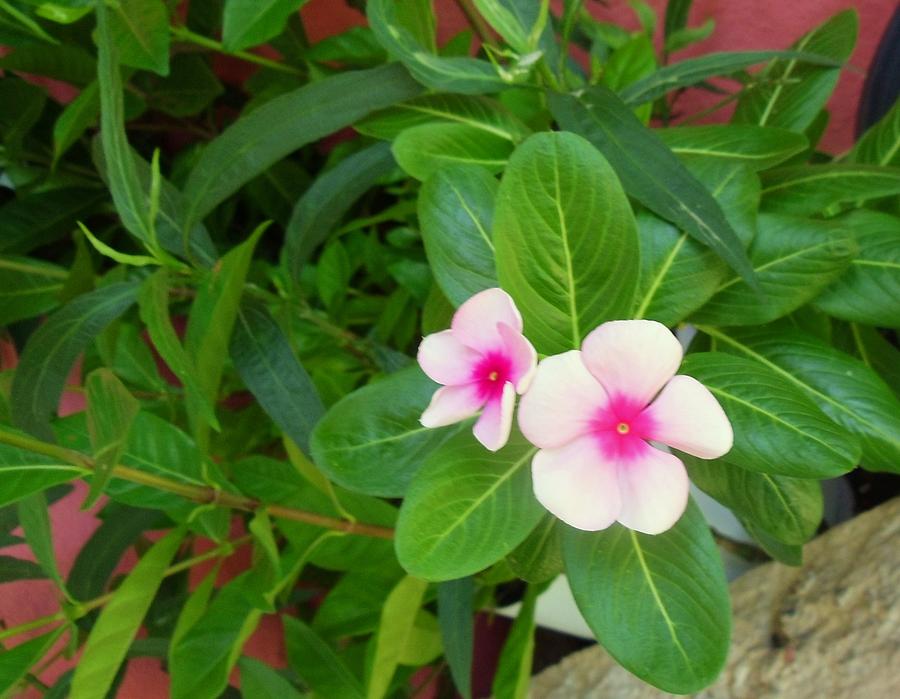 White And Pink Vinca Flowers Photograph by Trudy Brodkin Storace - Fine ...