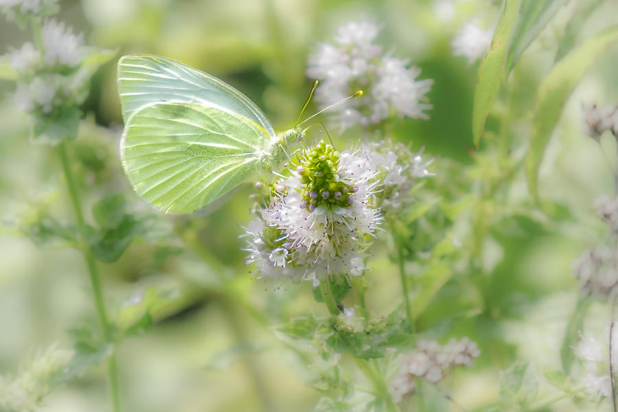  White Cabbage Butterflys Garden Photograph by Sylvia J Zarco