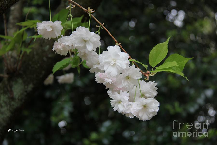  White Cherry Blossom  Photograph by Yumi Johnson
