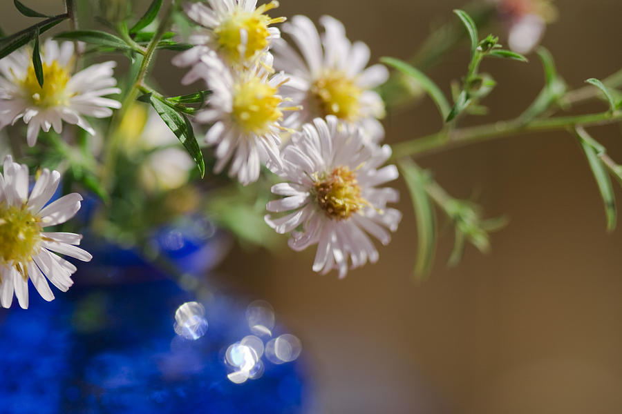  White Heath Aster - Symphyotrichum pilosum - In Cobalt Blue Vase Photograph by Kathy Clark